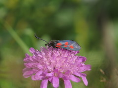 Zygaena lonicerae