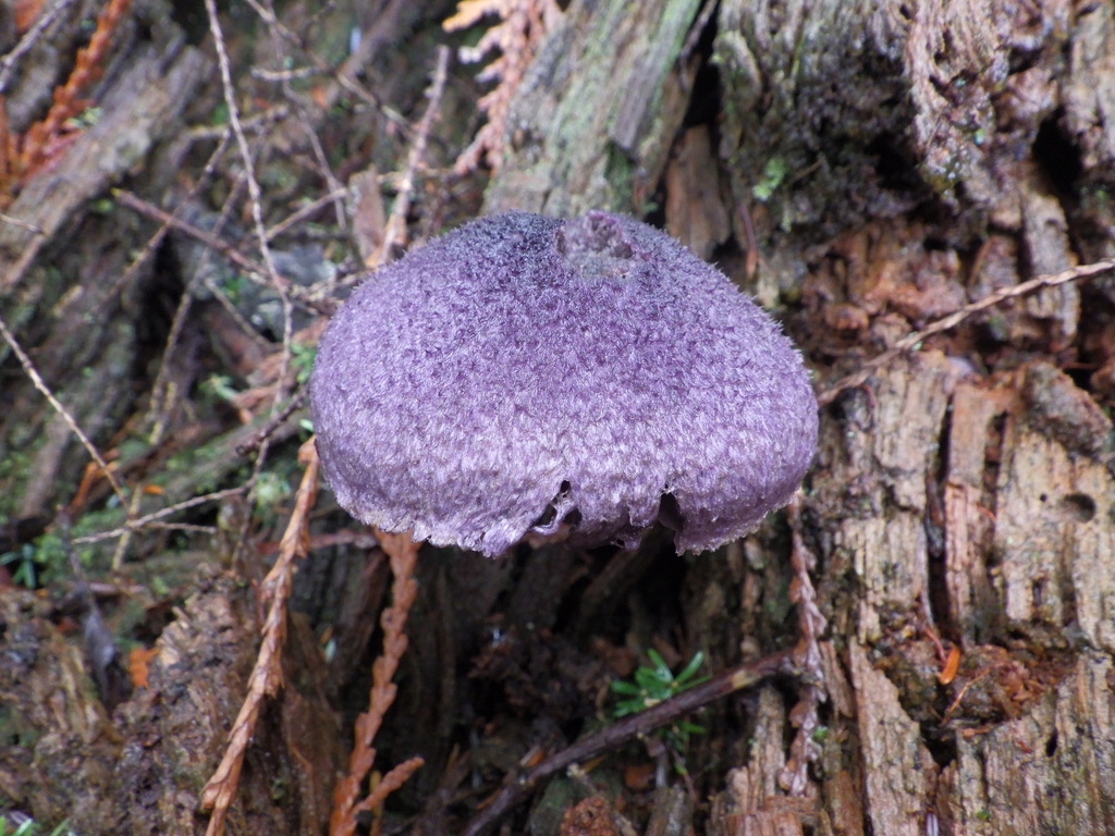 Cortinarius violaceus · November 2025 · photo: © antonioverdi (iNaturalist, cc0)