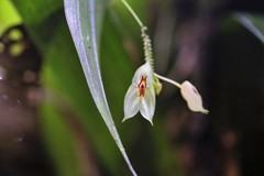 Lepanthes nicolasii