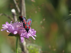 Zygaena lonicerae
