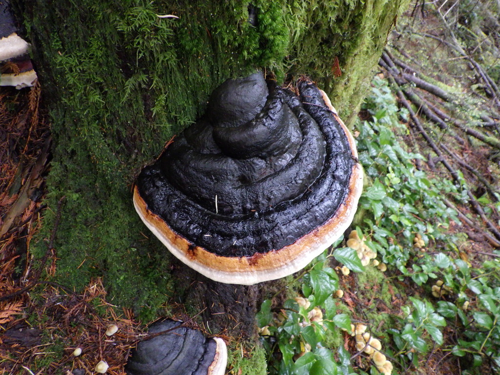 Fomitopsis mounceae · November 2025 · photo: © antonioverdi (iNaturalist, cc0)