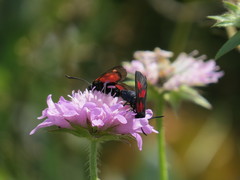 Zygaena lonicerae
