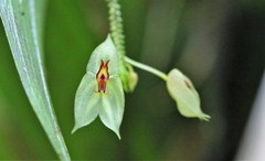 Lepanthes nicolasii