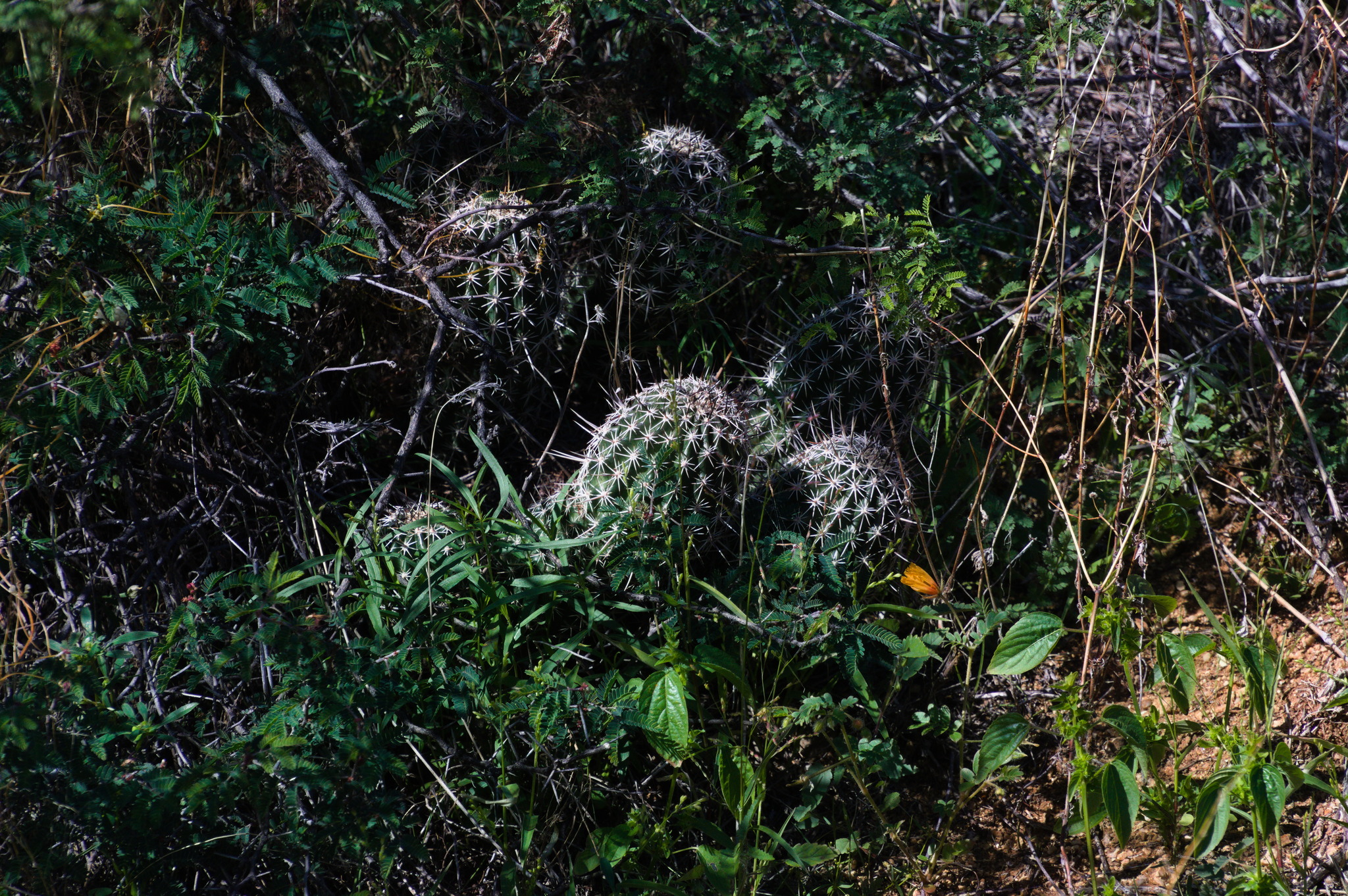 Echinocereus bonkerae