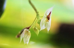 Lepanthes nicolasii