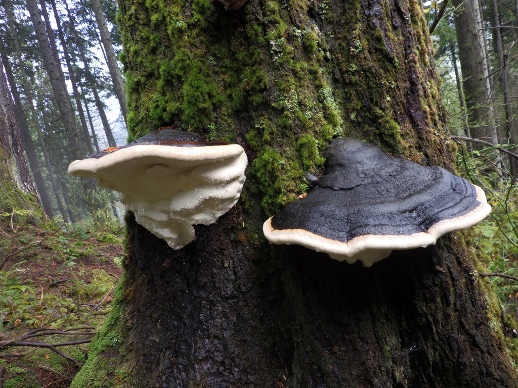 Fomitopsis mounceae · November 2025 · photo: © antonioverdi (iNaturalist, cc0)