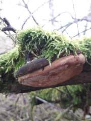 Fomitiporia hippophaeicola