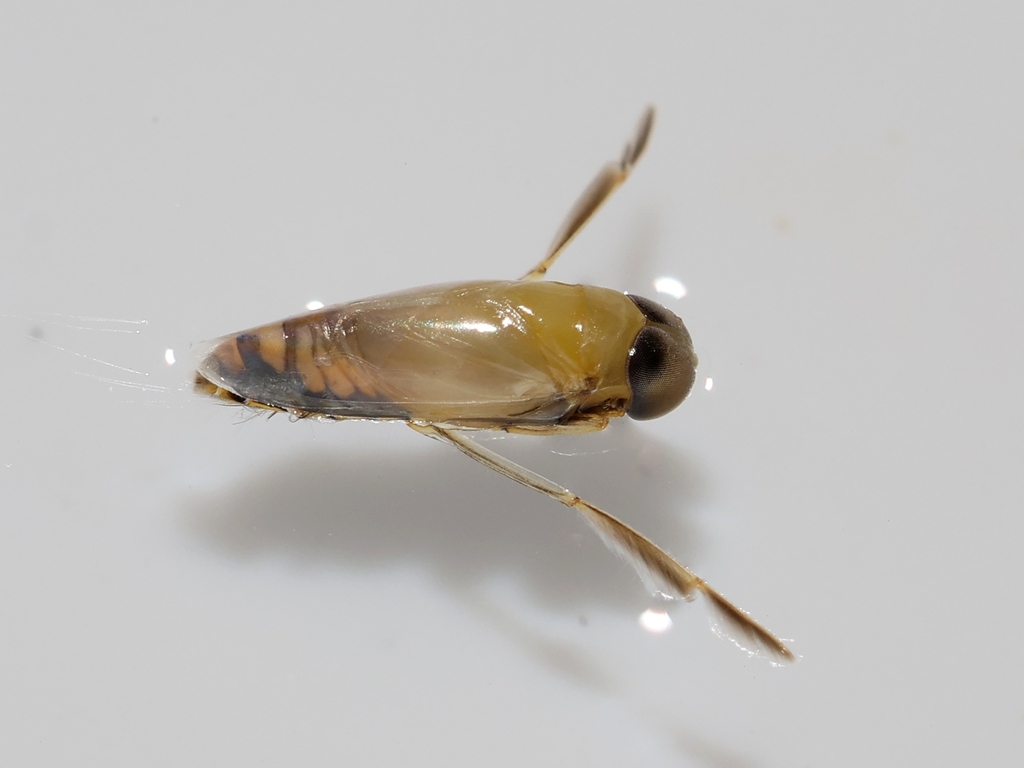 Anisops Insect Anisops sardeus from Loulé, Portugal on November 1, 2025 at 11:01 PM by ...