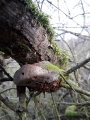 Fomitiporia hippophaeicola