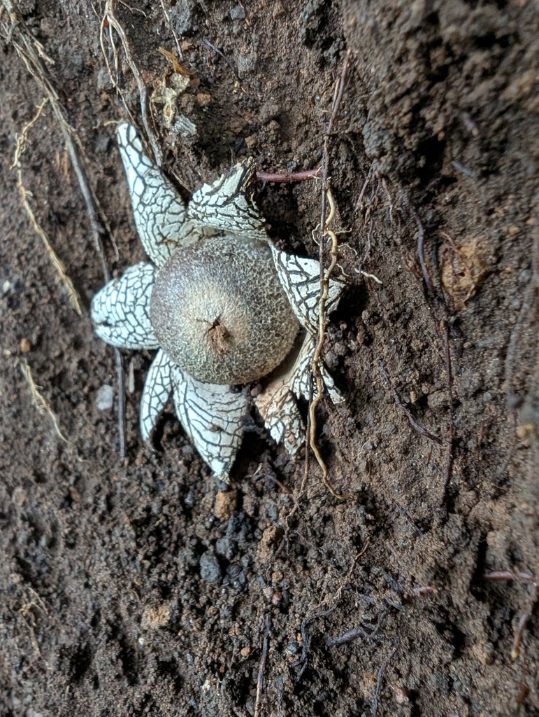 Astraeus hygrometricus