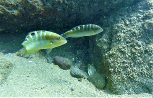 Banded Wrasse