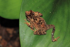 Ingerophrynus divergens