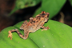 Ingerophrynus divergens