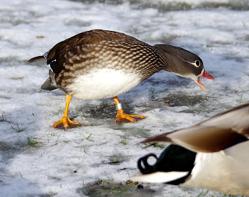 Canard mandarin, femelle