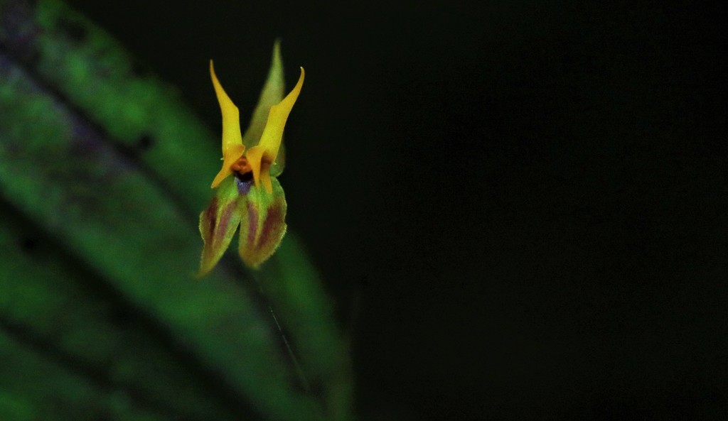 Lepanthes silverstonei