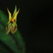 Lepanthes silverstonei - Photo (c) NattyOne, some rights reserved (CC BY-NC), uploaded by NattyOne