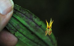 Lepanthes silverstonei