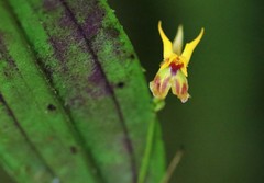 Lepanthes silverstonei