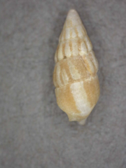 Bittium impendens