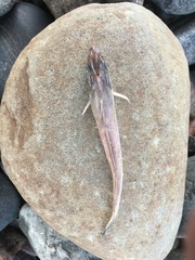 Merluccius bilinearis