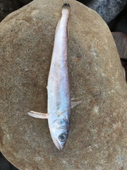 Merluccius bilinearis