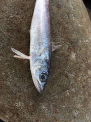 Merluccius bilinearis