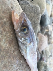 Merluccius bilinearis