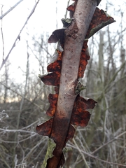 Vuilleminia comedens