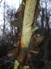 Vuilleminia comedens