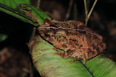 Ingerophrynus divergens