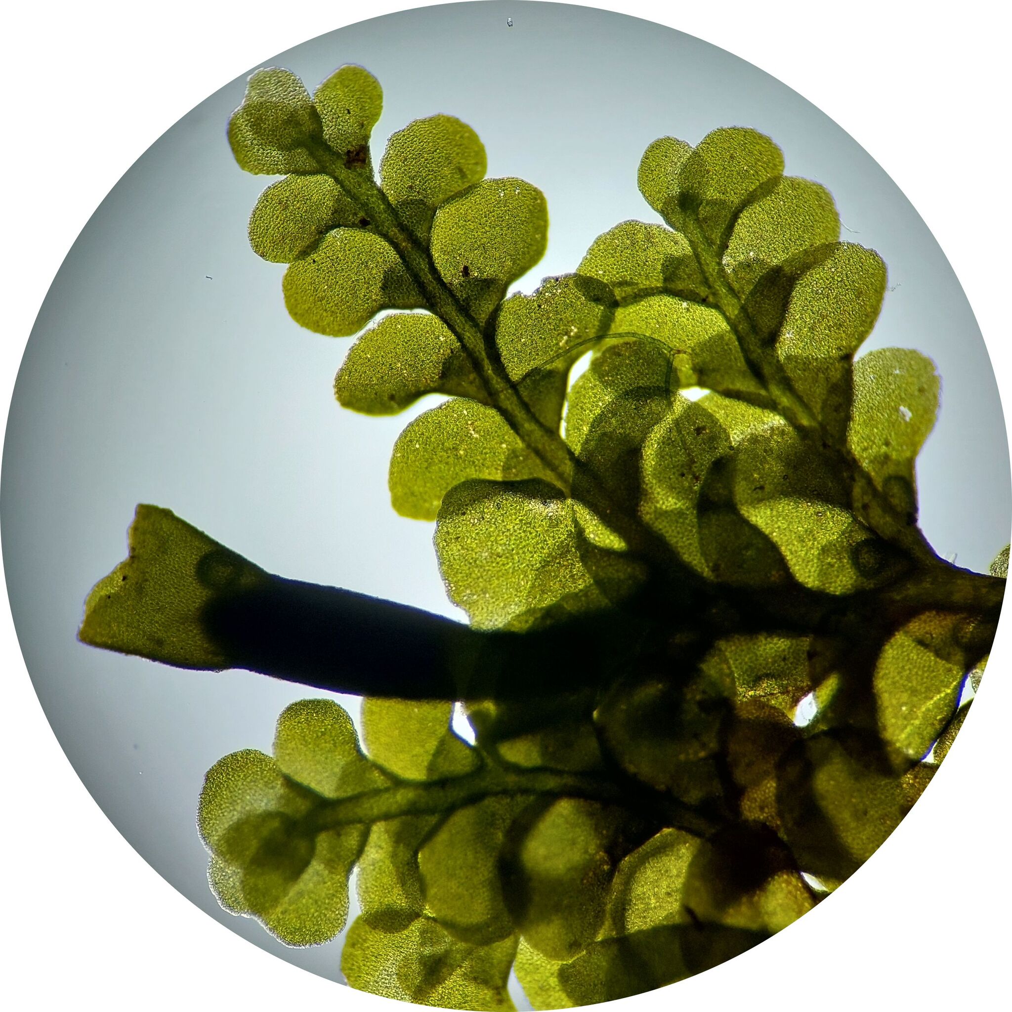Radula holtii