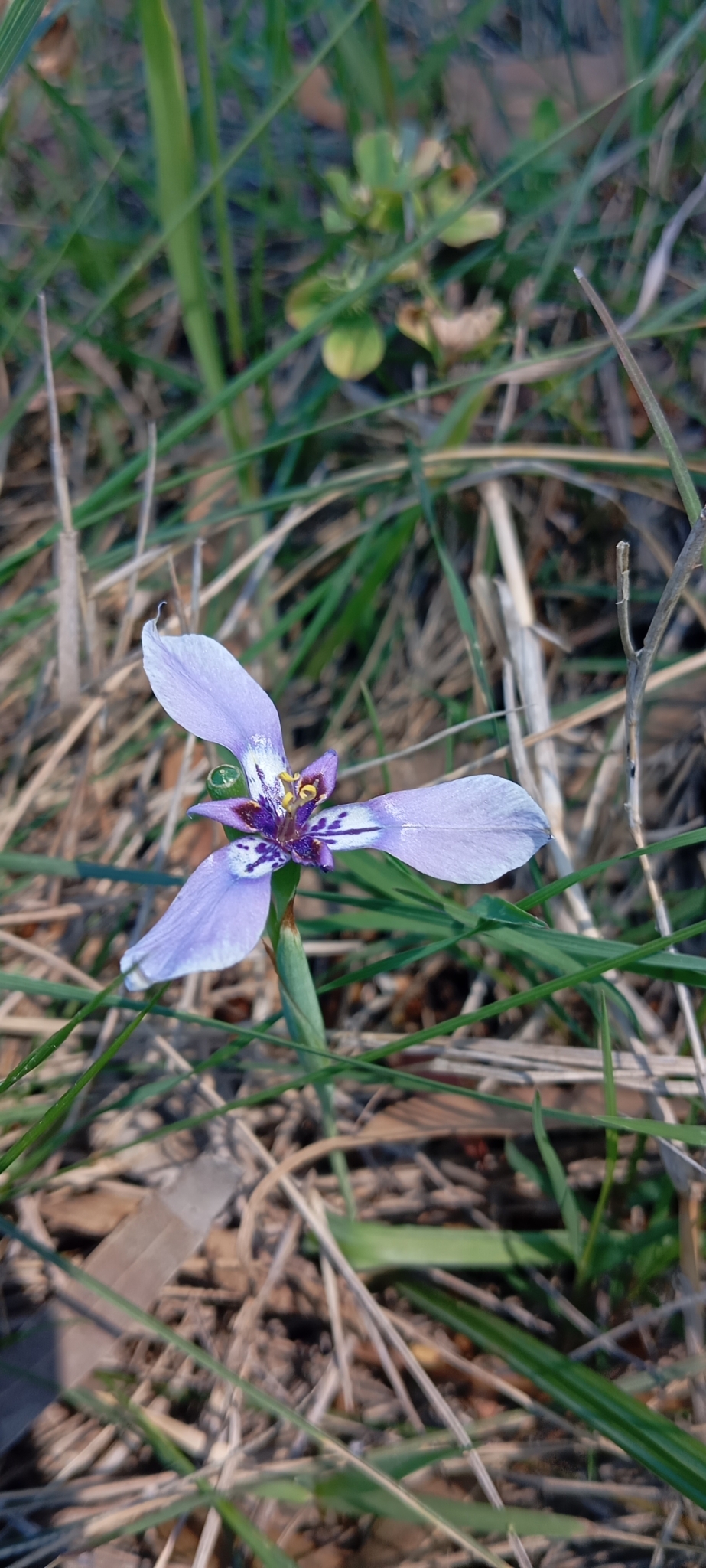 Herbertia amoena
