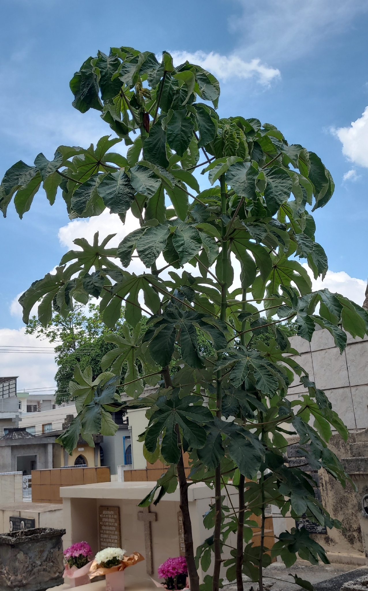 Cecropia pachystachya