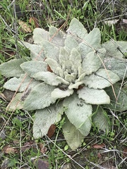 Verbascum thapsus