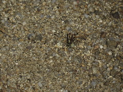 Chorthippus binotatus