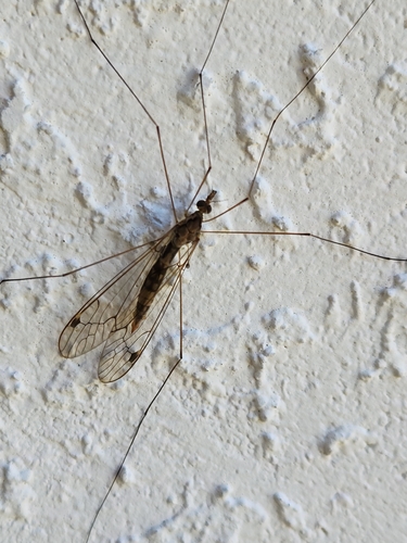 Unknown species found near Isles Of Sugar Mill, New Smyrna Beach, FL 32168, USA