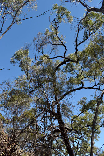 Eucalyptus exilipes