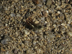 Chorthippus binotatus