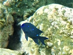 Giant Damselfish photo 2