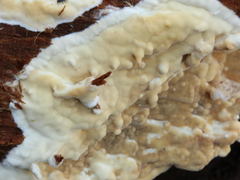 Dacryobolus karstenii