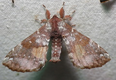 Apatelodes albipunctata