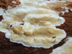 Dacryobolus karstenii