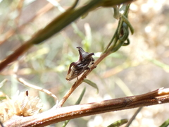 Acanthuchus trispinifer