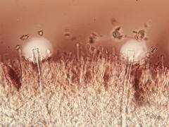 Dacryobolus karstenii