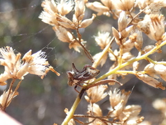 Acanthuchus trispinifer