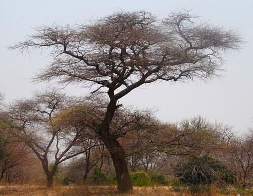 umbrella thorn