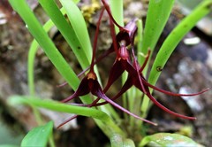 Masdevallia herradurae