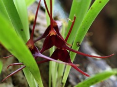 Masdevallia herradurae