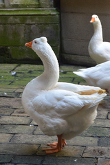 Anser anser domesticus