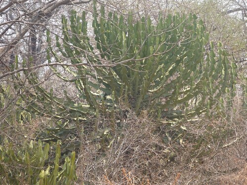 Bushveld Candelabra Tree